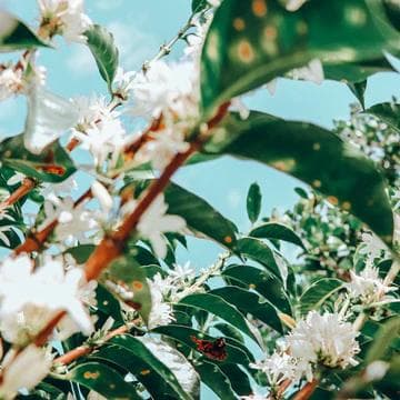 Image of Colombia El Paraiso Lychee Lot