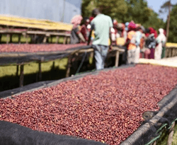 Image of Ethiopia Duwancho - New