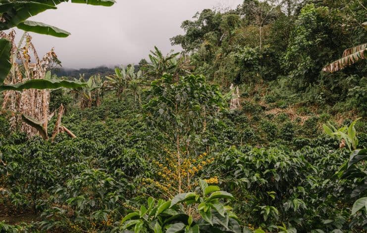 Image of Peru Huabal