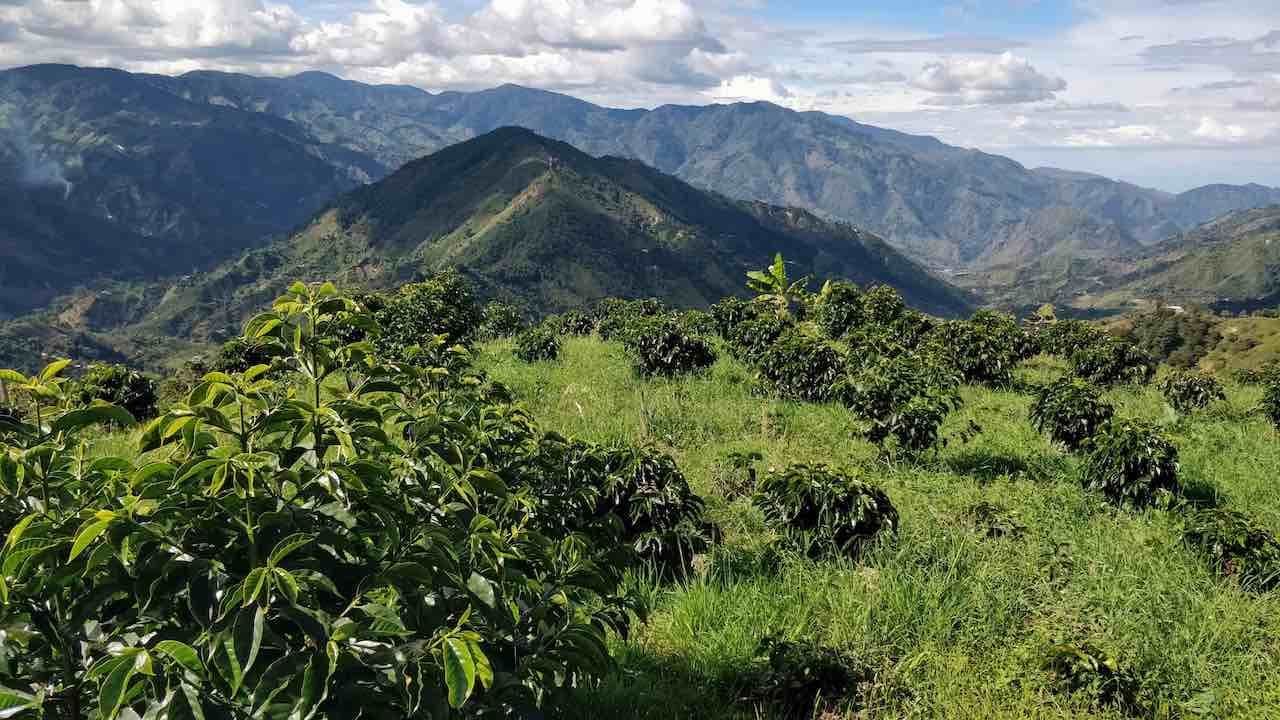 Image of Colombia Huila La Victoria