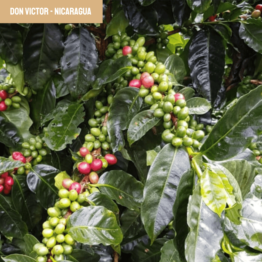 Image of Don Victor Nicaragua