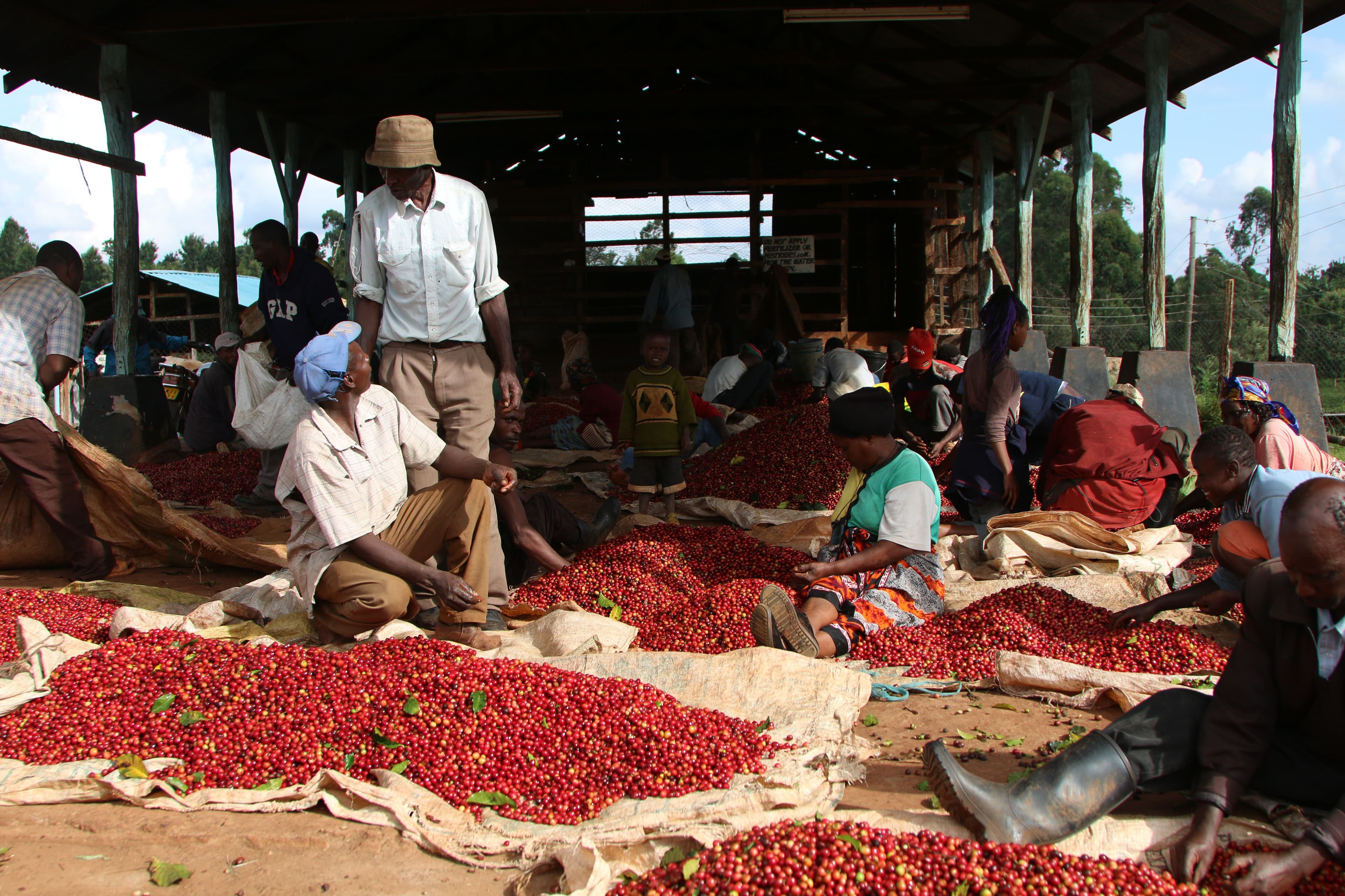 Image of Kenya Makena Estate Peaberry