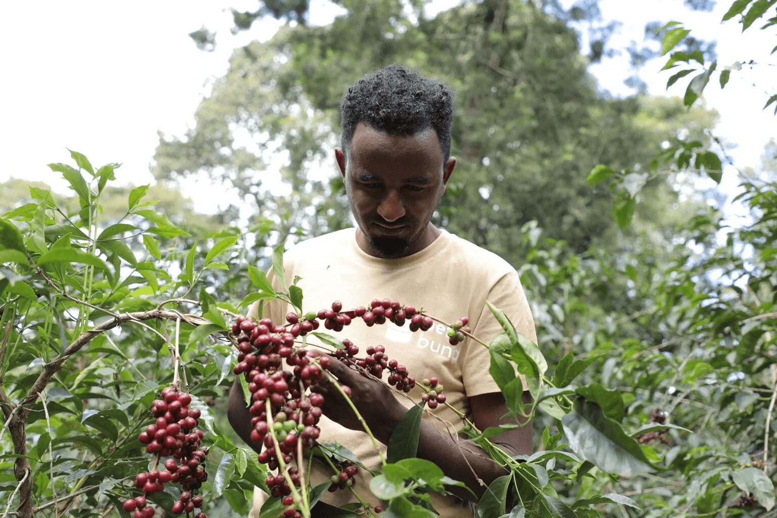 Image of Ethiopia Ashu Syoum Anaerobic Natural