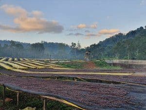 Image of Qunqana - Daye Bensa - Honey Process