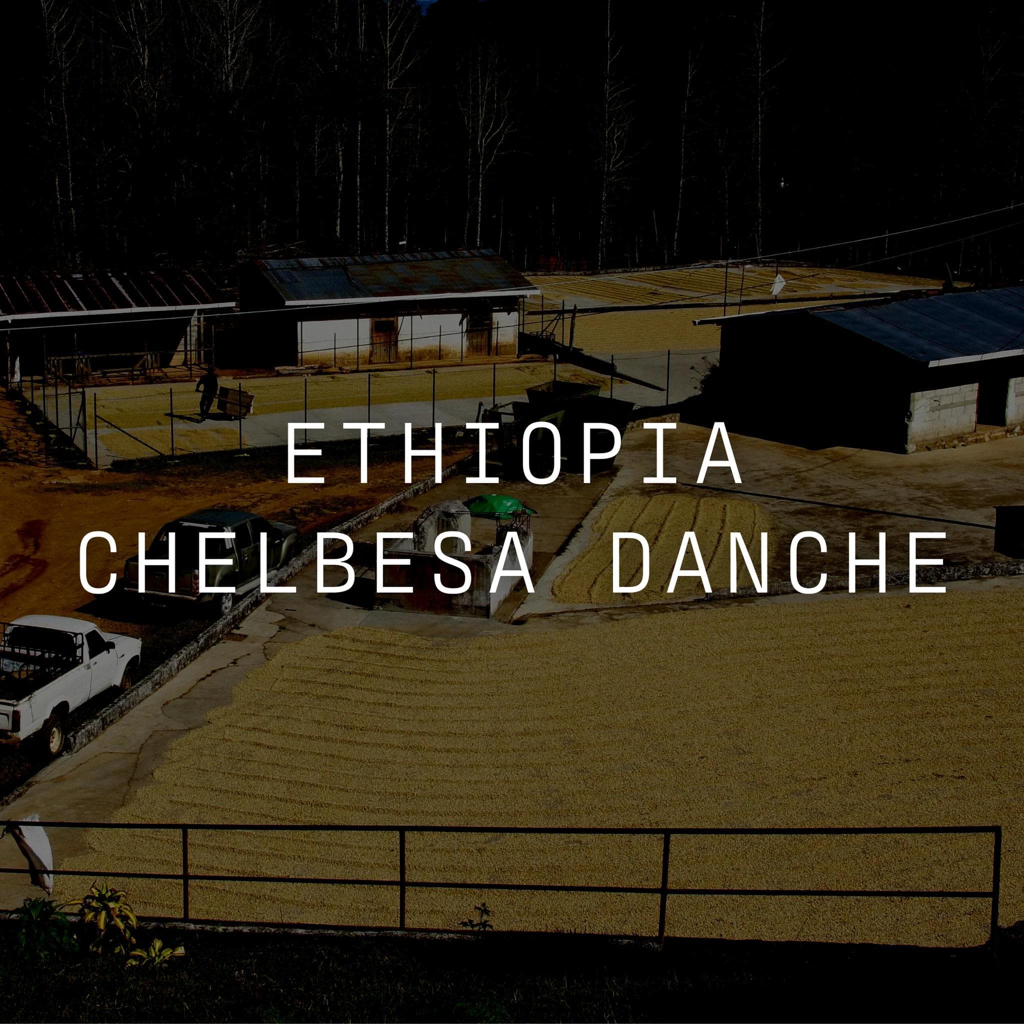 Image of Chelbesa Danche - Washed Ethiopia