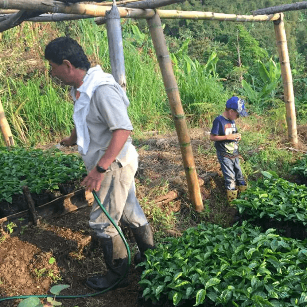 Image of Colombia Ojo De Agua Geisha