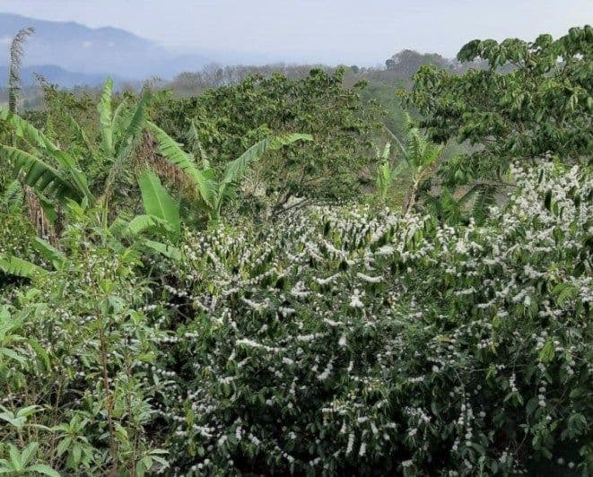 Image of Guatemala Finca El Pinal Geisha