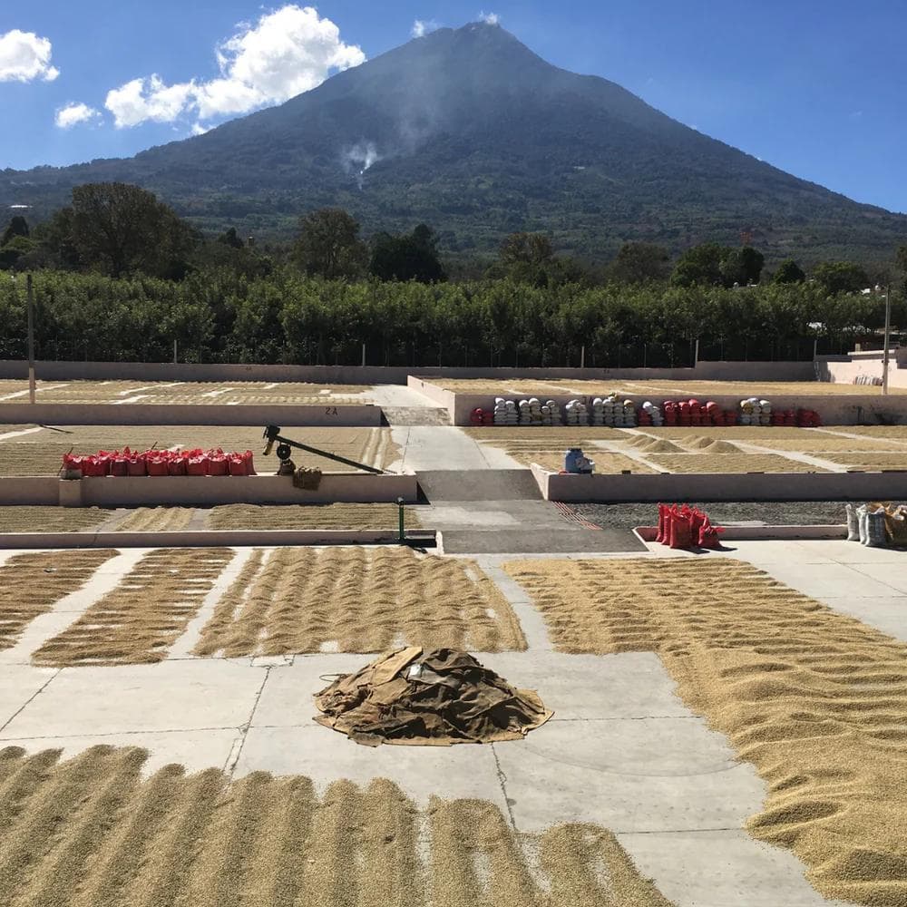 Image of Guatemala - Bella Carmona by Pedro Zelaya - Peaberry