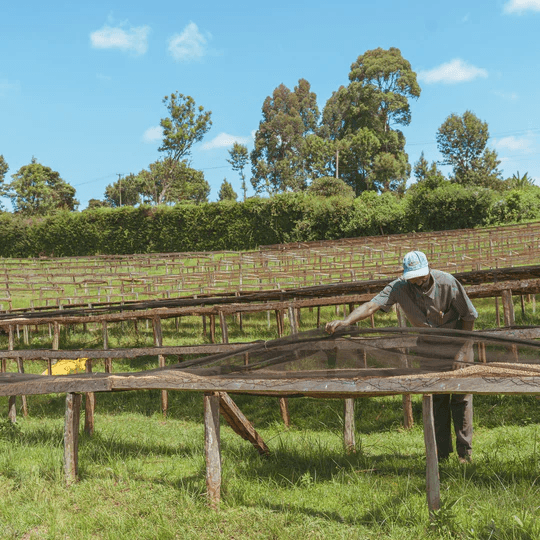 Image of Kenya Nyeri Kamoko AA