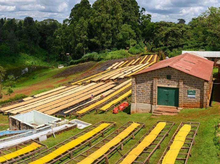 Image of Kenya PB Kakindu