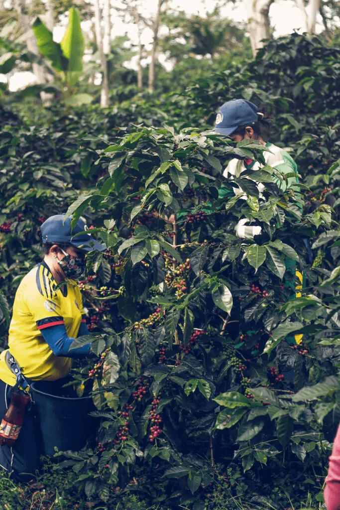 Image of Colombia - Santa Maria