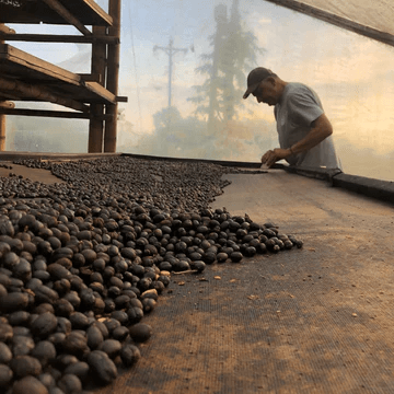 Image of Colombia Red Anaerobic 1000h