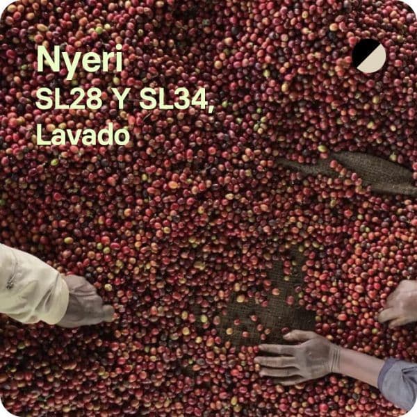 Image of Nyeri Kenya