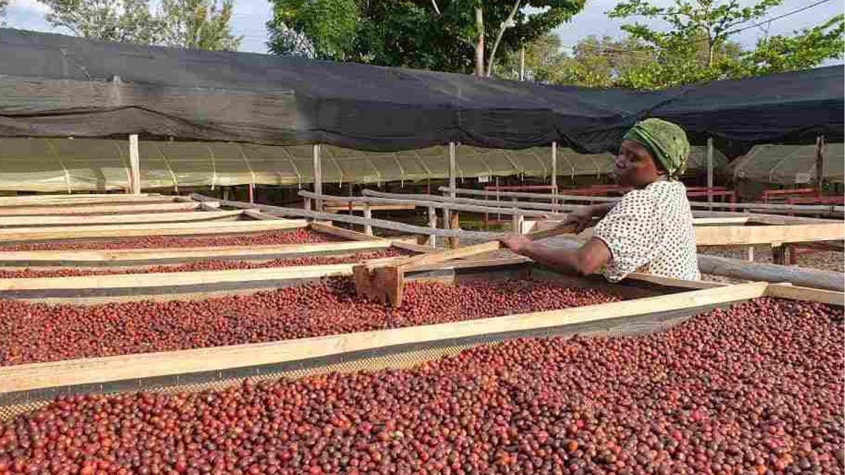Image of Mt Elgon Blend