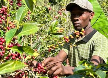 Image of Ethiopia Wush Wush Washed