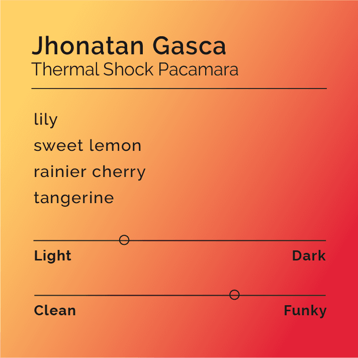 Image of Jhonatan Gasca - Thermal Shock Pacamara