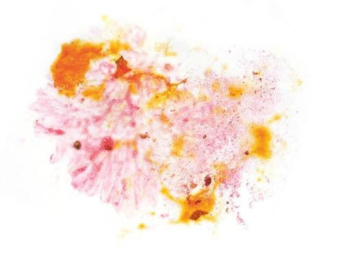 Image of Panama Los Lajones Catuai