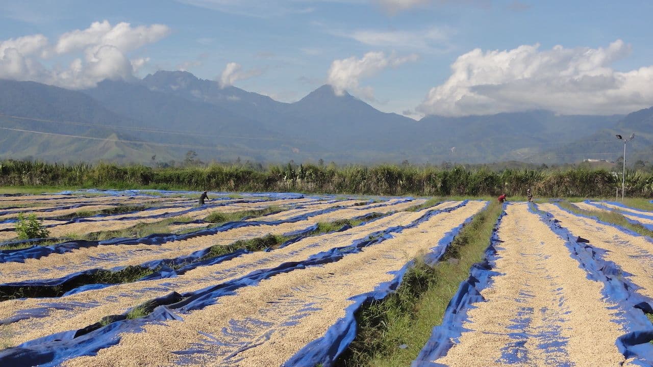 Image of Brazil Vista Alegre, PNG Kuyahap & Congo Mapendo