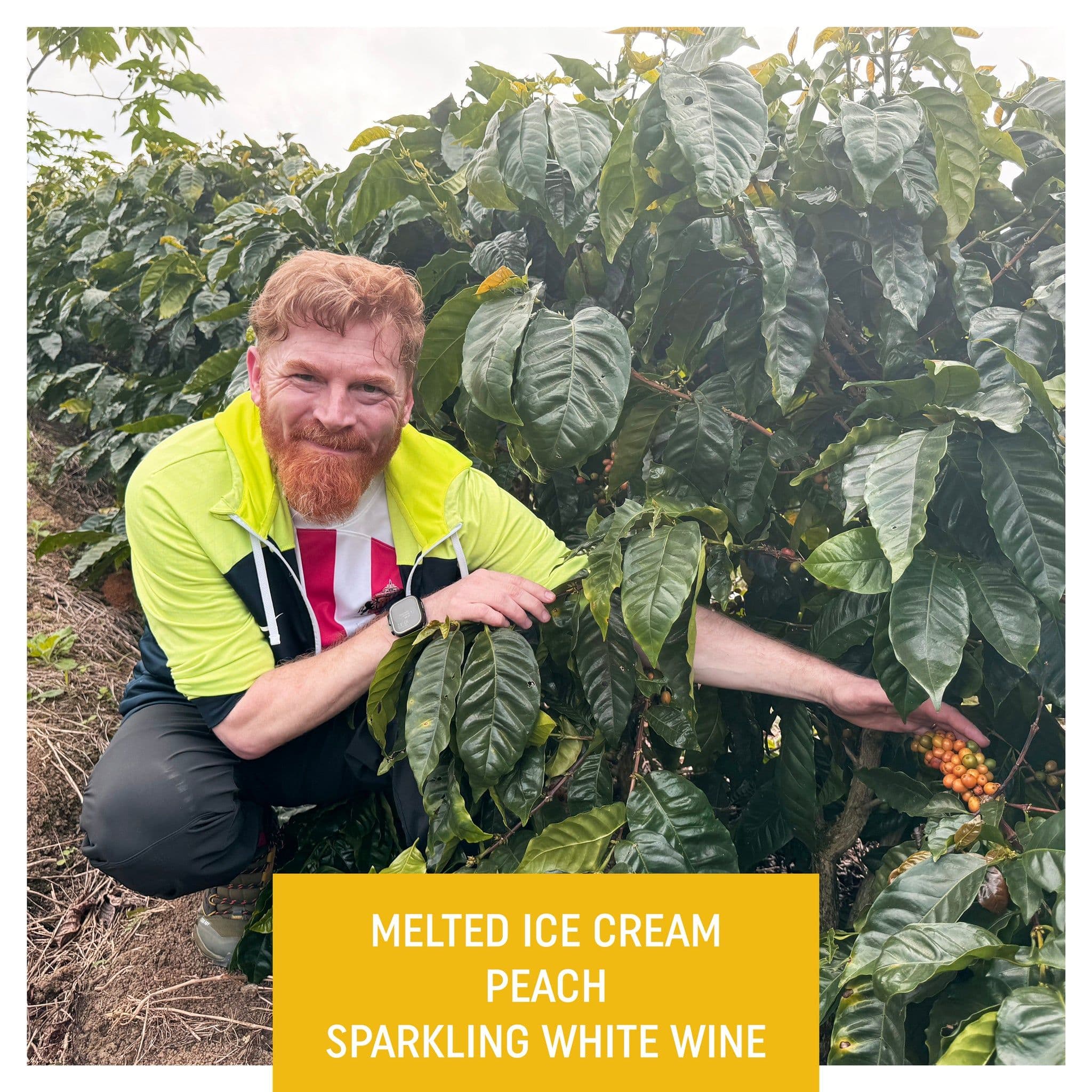 Image of Finca Sunderland Red Honey Yellow Pacamara Nicaragua