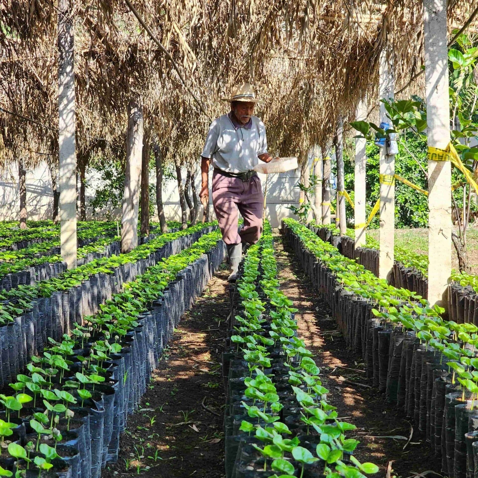 Image of Familia Cofino - Anaerobic Natural Lot GT