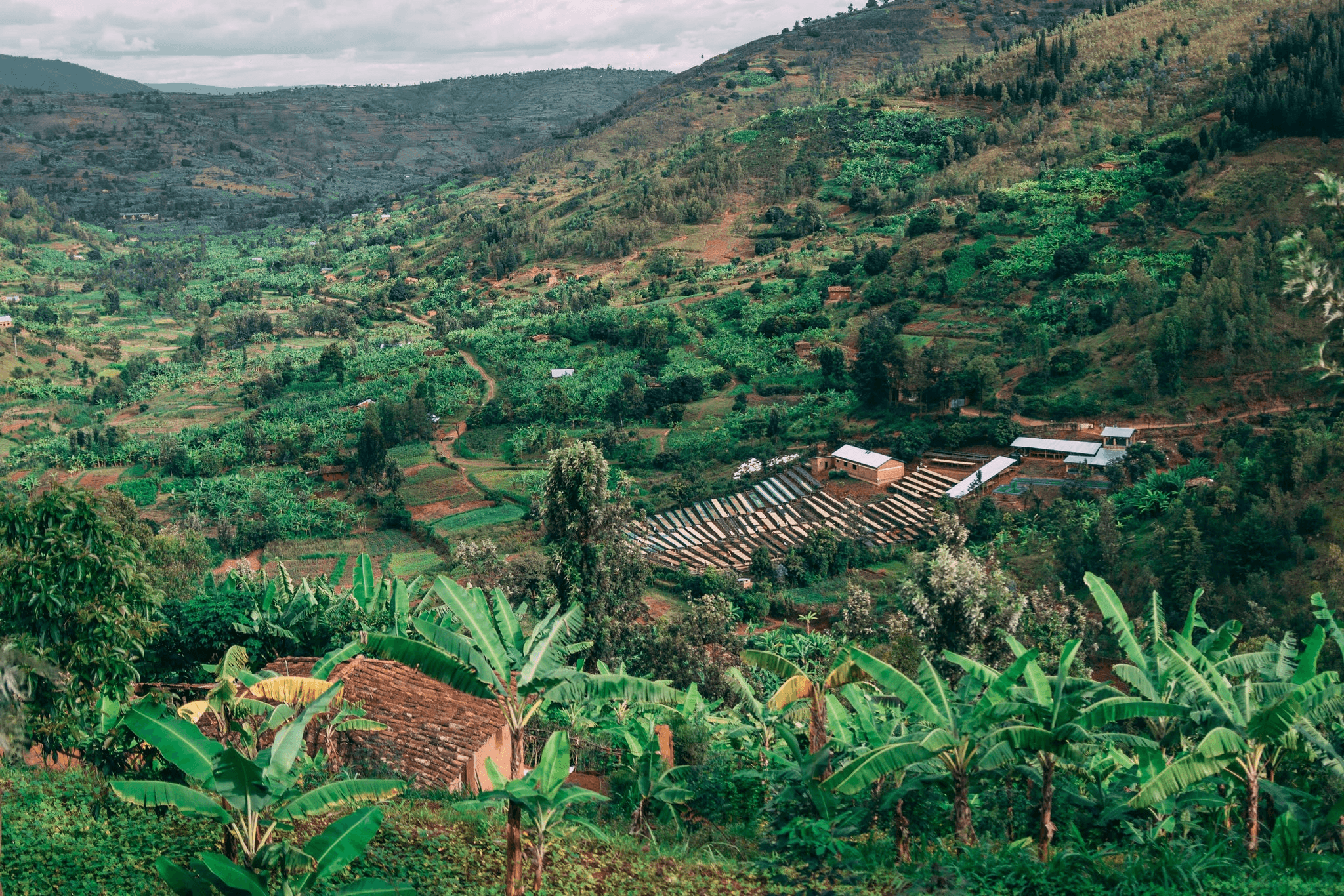 Image of Rwanda Bumbogo Natural