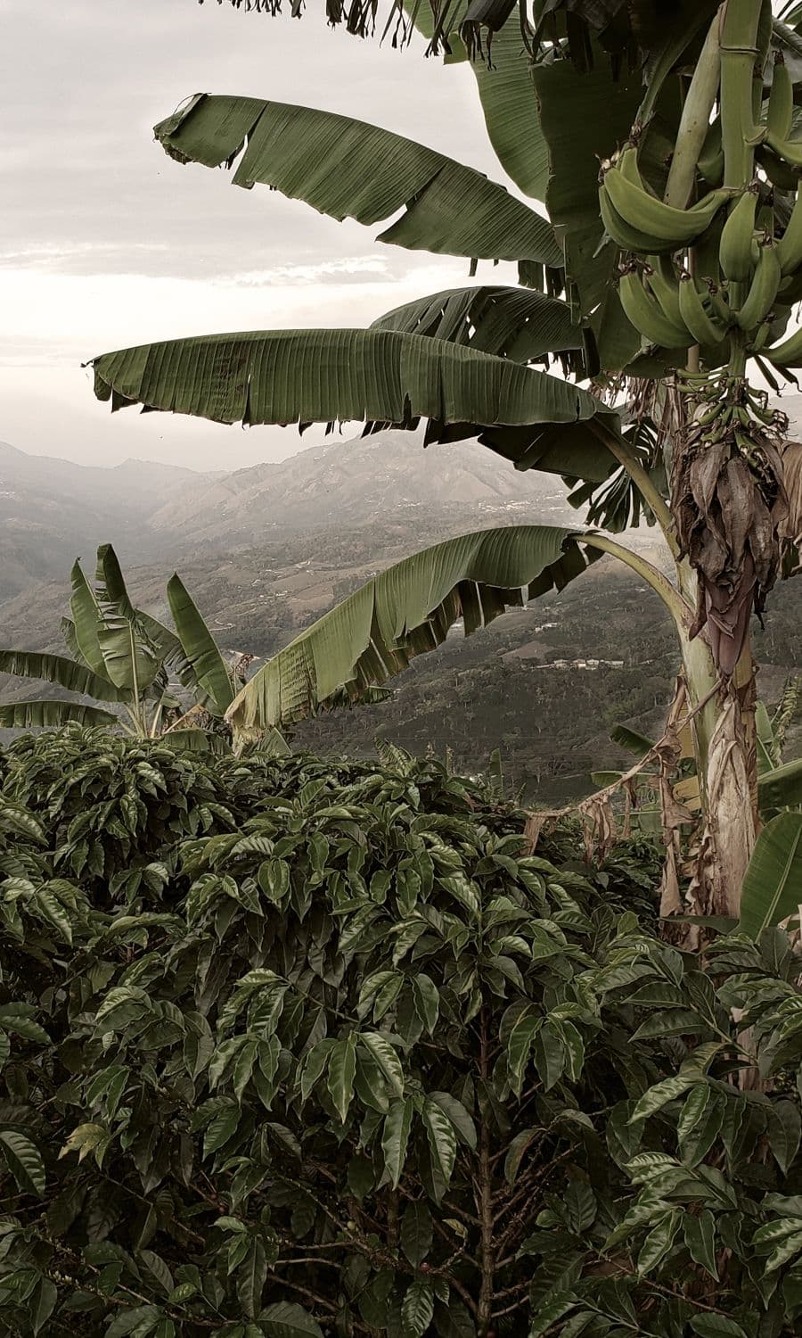 Image of Decaf de Caña Colombia