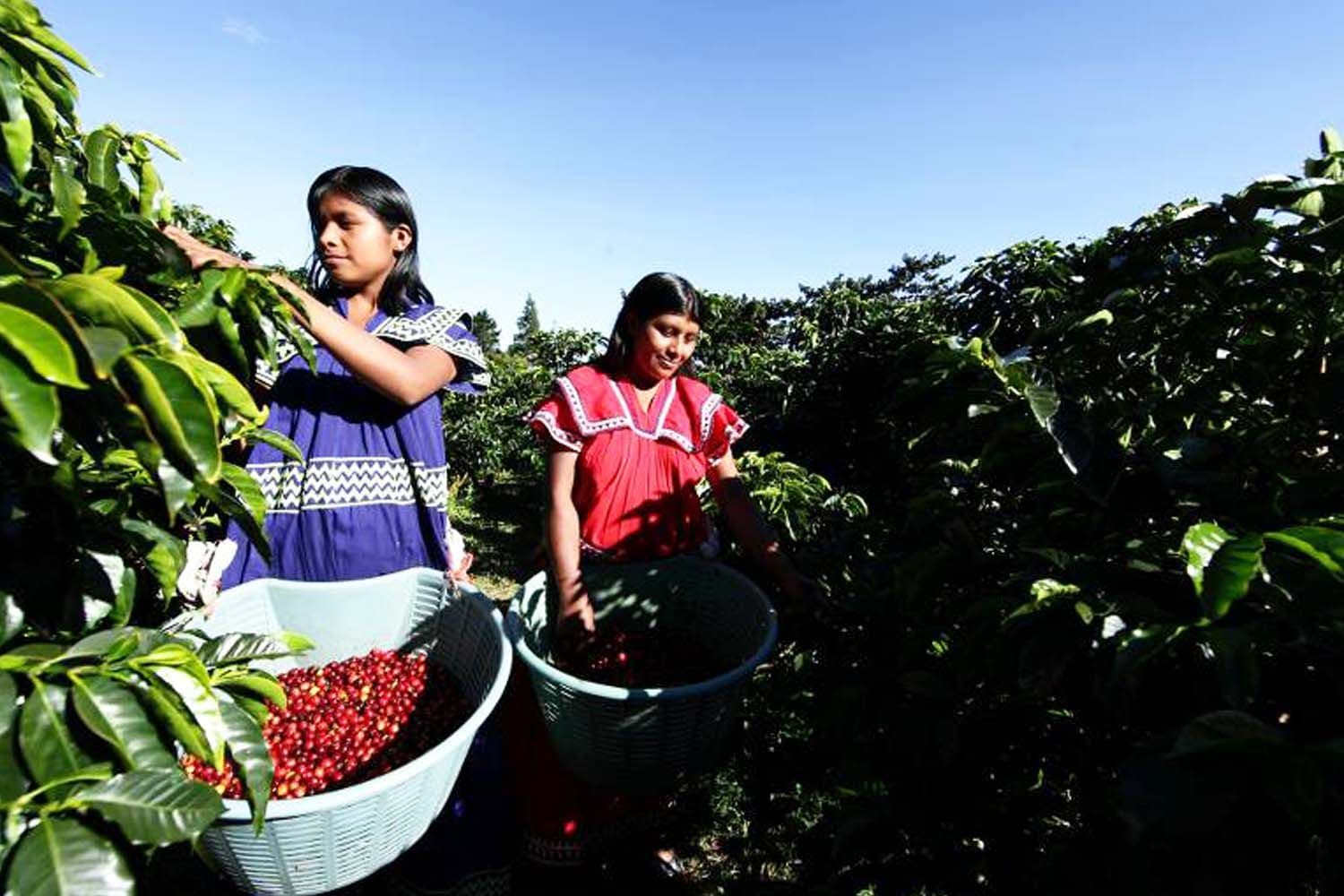 Image of La Rosita Catuai Washed Panama Espresso 2025