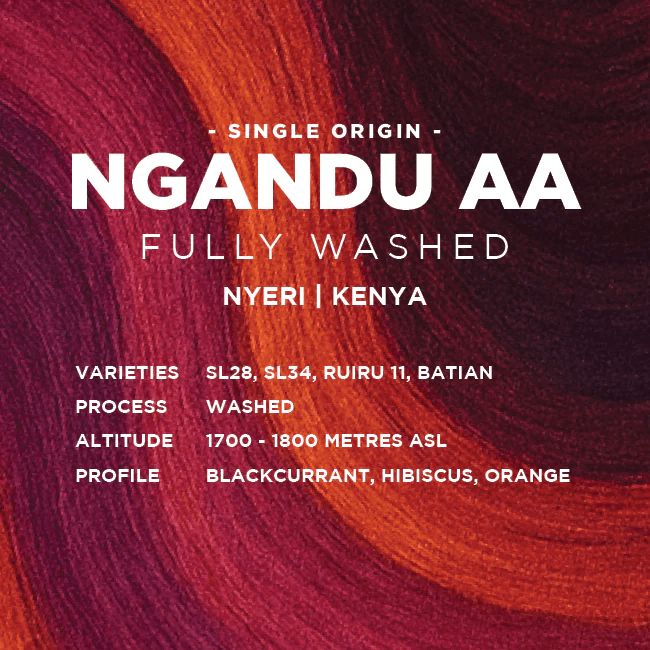 Image of Kenya Ngandu AA