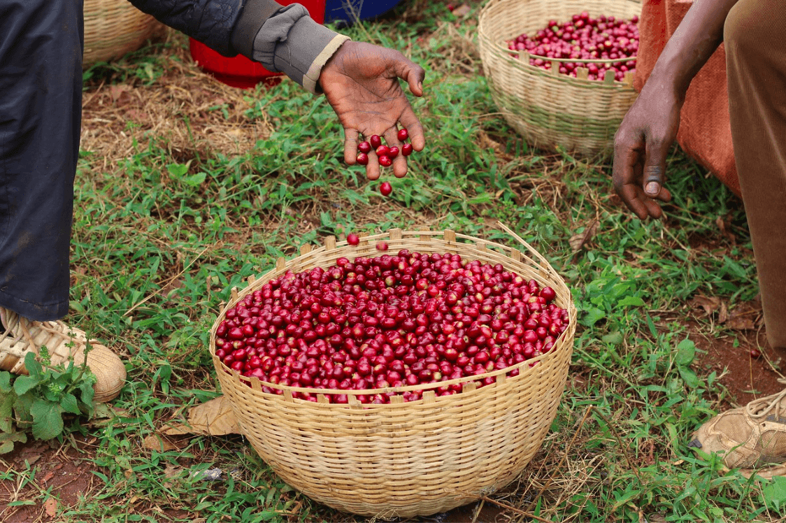 Image of Ethiopia Lala Salama Decaf