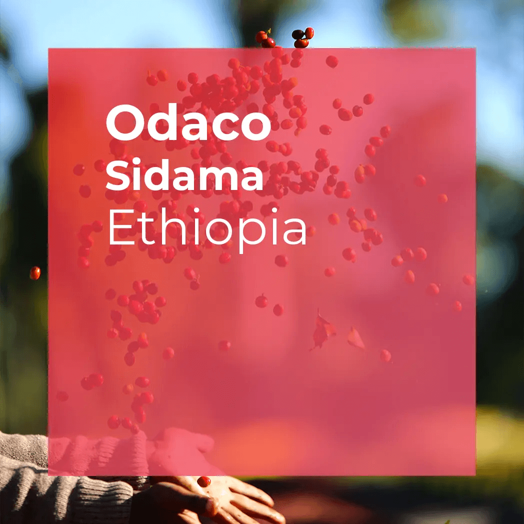 Image of Odaco Sidama Natural