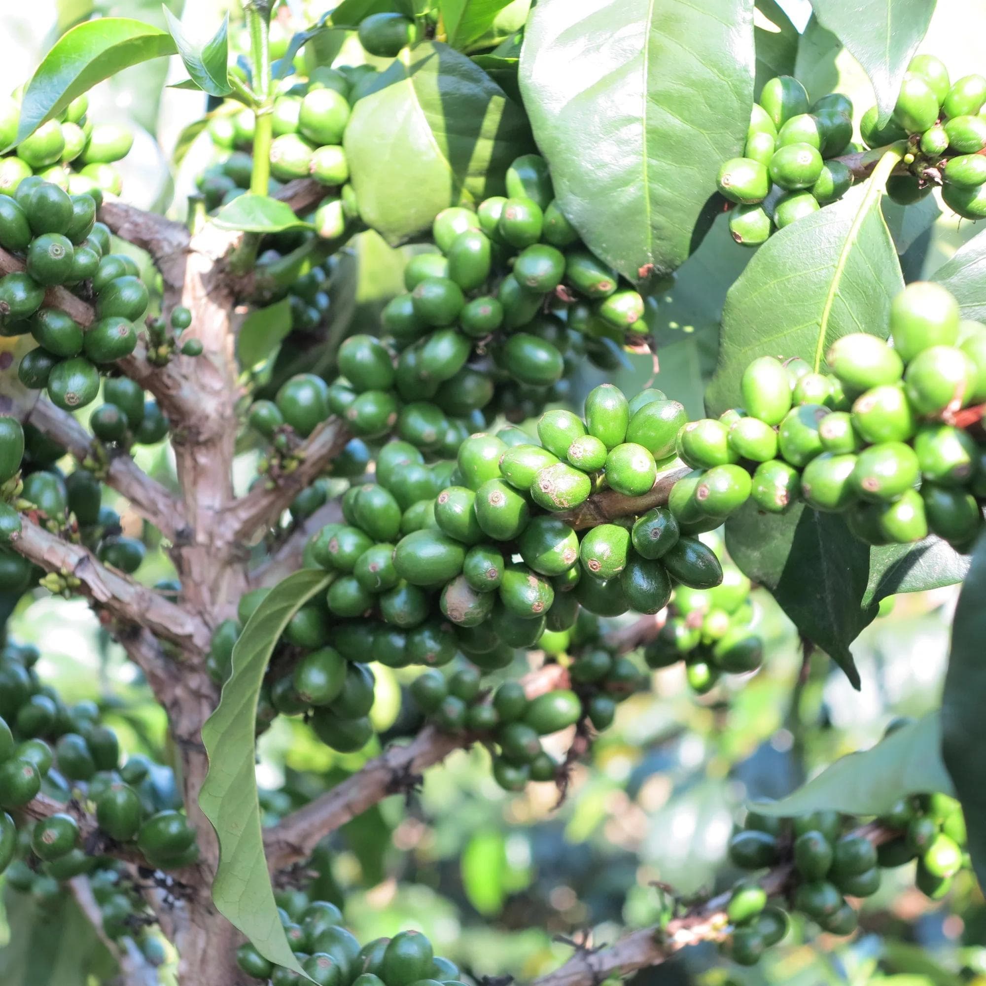 Image of La Maria - Pink Bourbon - Natural - Colombia - 2024