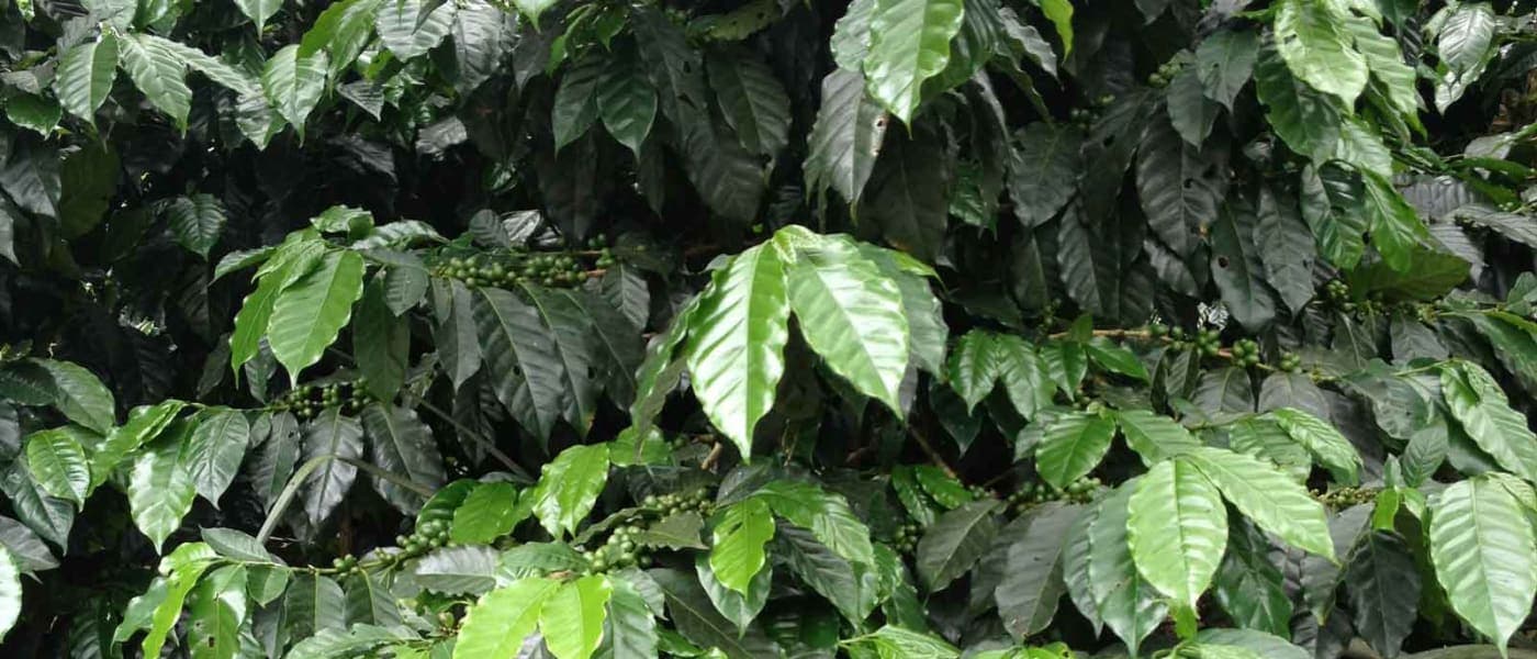 Image of Colombia Wilson Burgos Finca La Loma