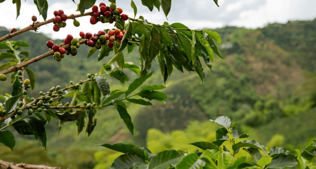 Image of Colombia Chapata Natural