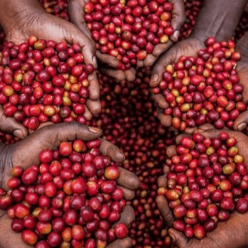 Image of Kiajjibi Estate AB lot 005 - Kiambu