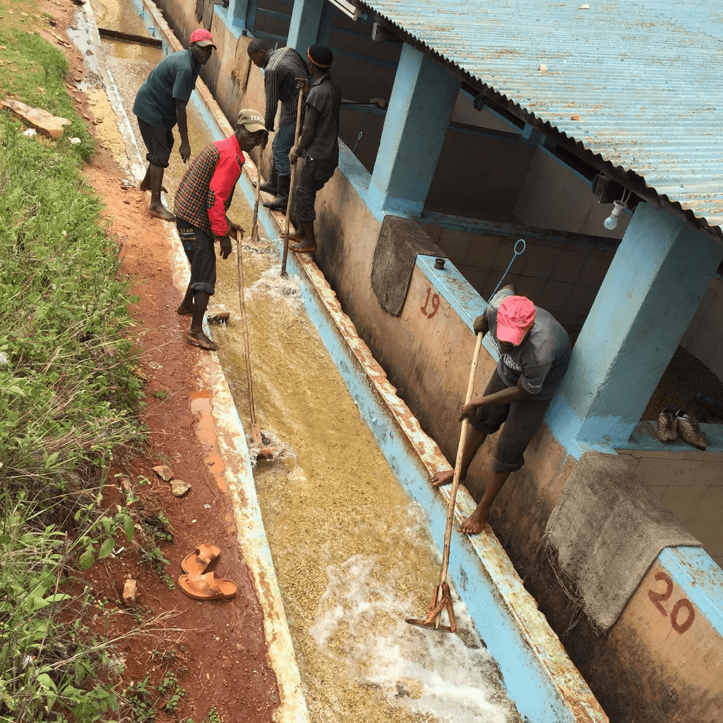 Image of AA Karimikui Lot 6852 - Kirinyaga