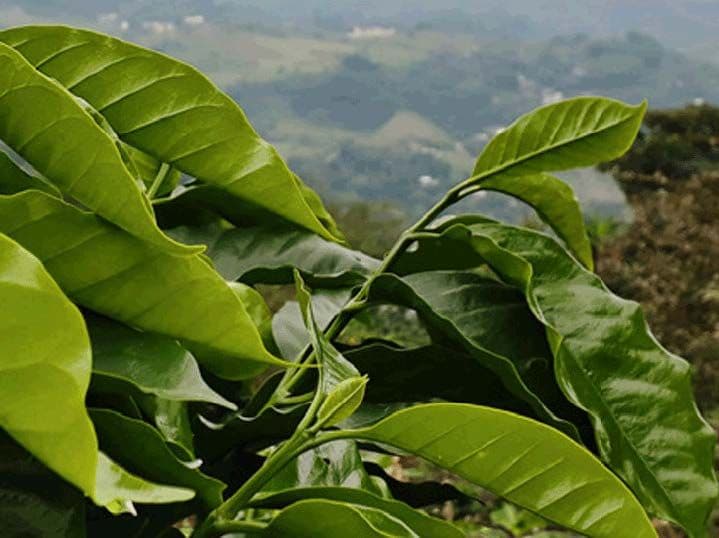 Image of Mexico Seleccion Puebla