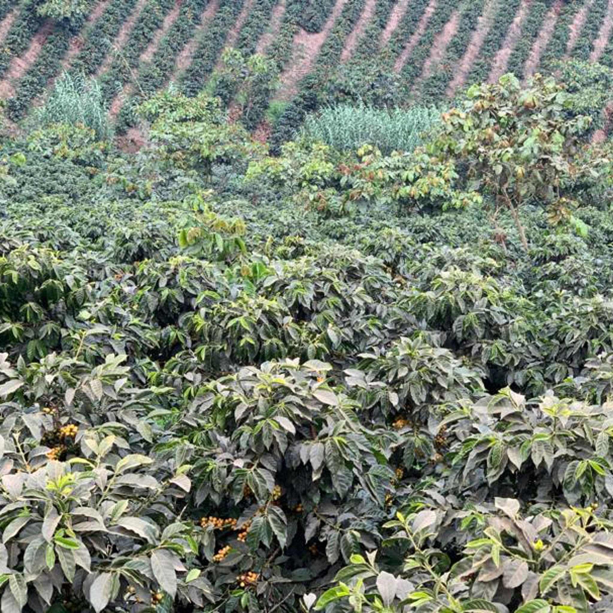 Image of Las Moritas