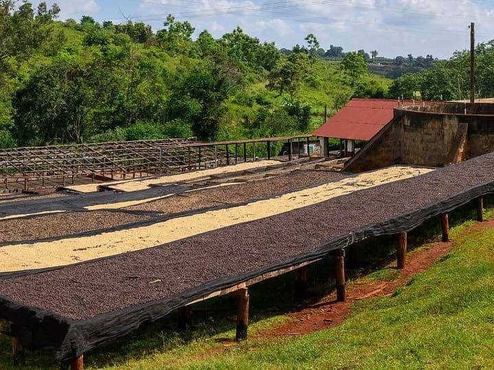 Image of Kenya AA Gulmarg