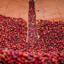 Image of Green Unroasted El Rio  2nd place Mexico Cup of Excellence  Competition Series