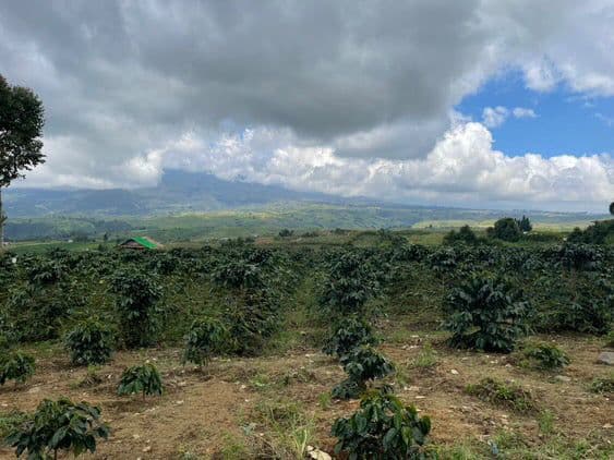 Image of Philippines Sitio San Roque Anaerobic Natural