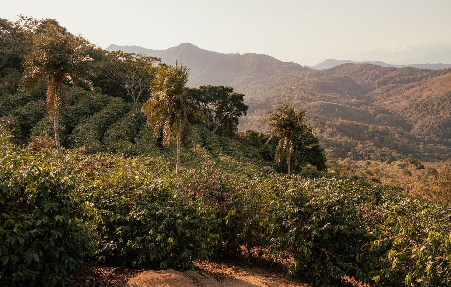 Image of Finca Waliki