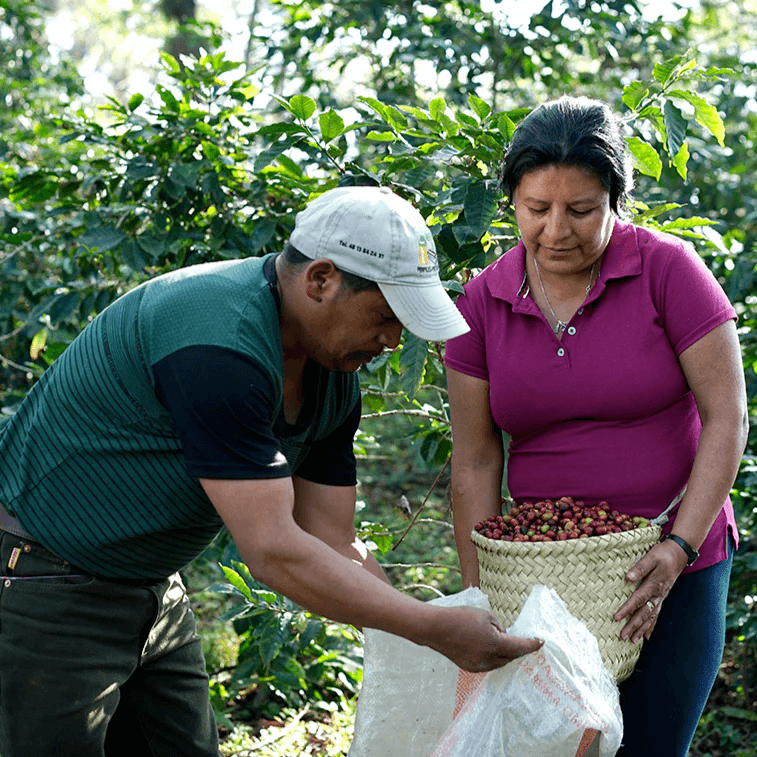 Image of Finca El Olmo Marsellesa Natural - Veracruz