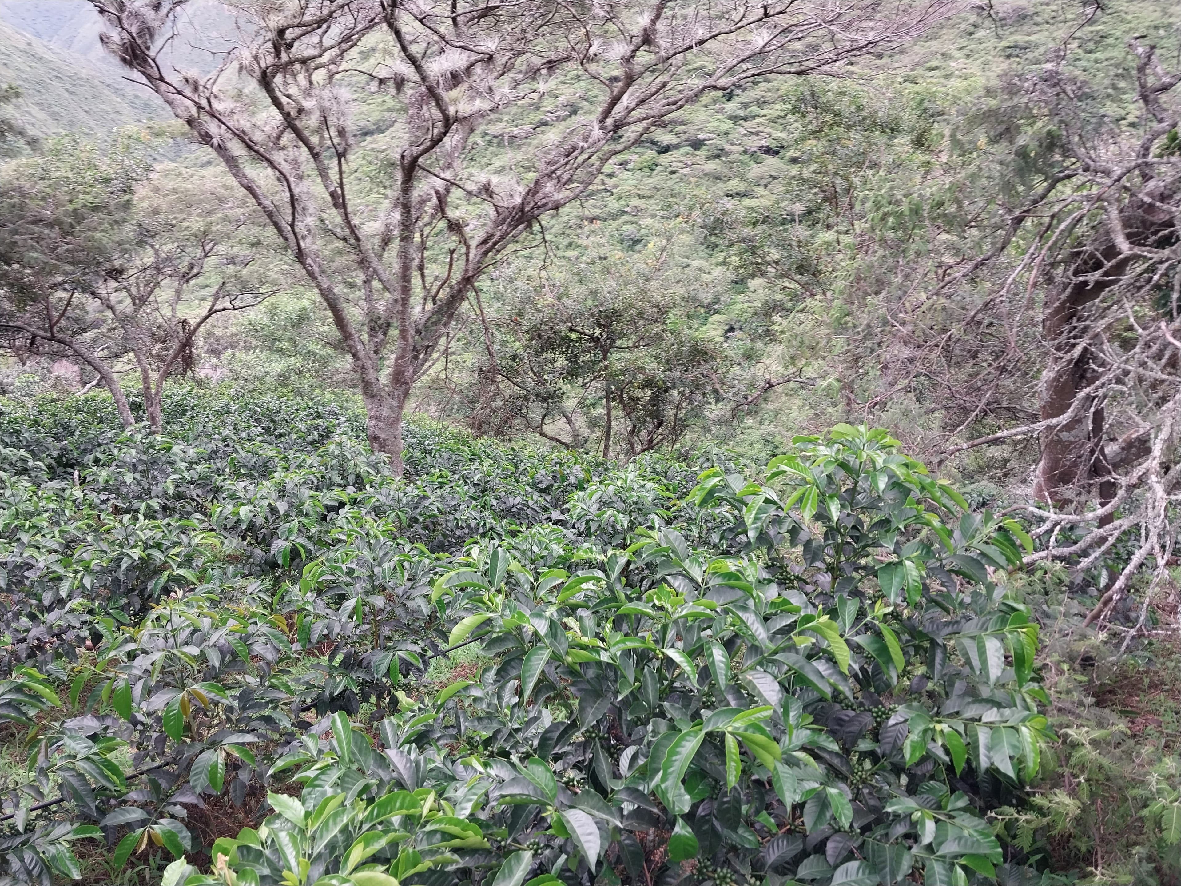 Image of Ecuador La Noria Green Gesha