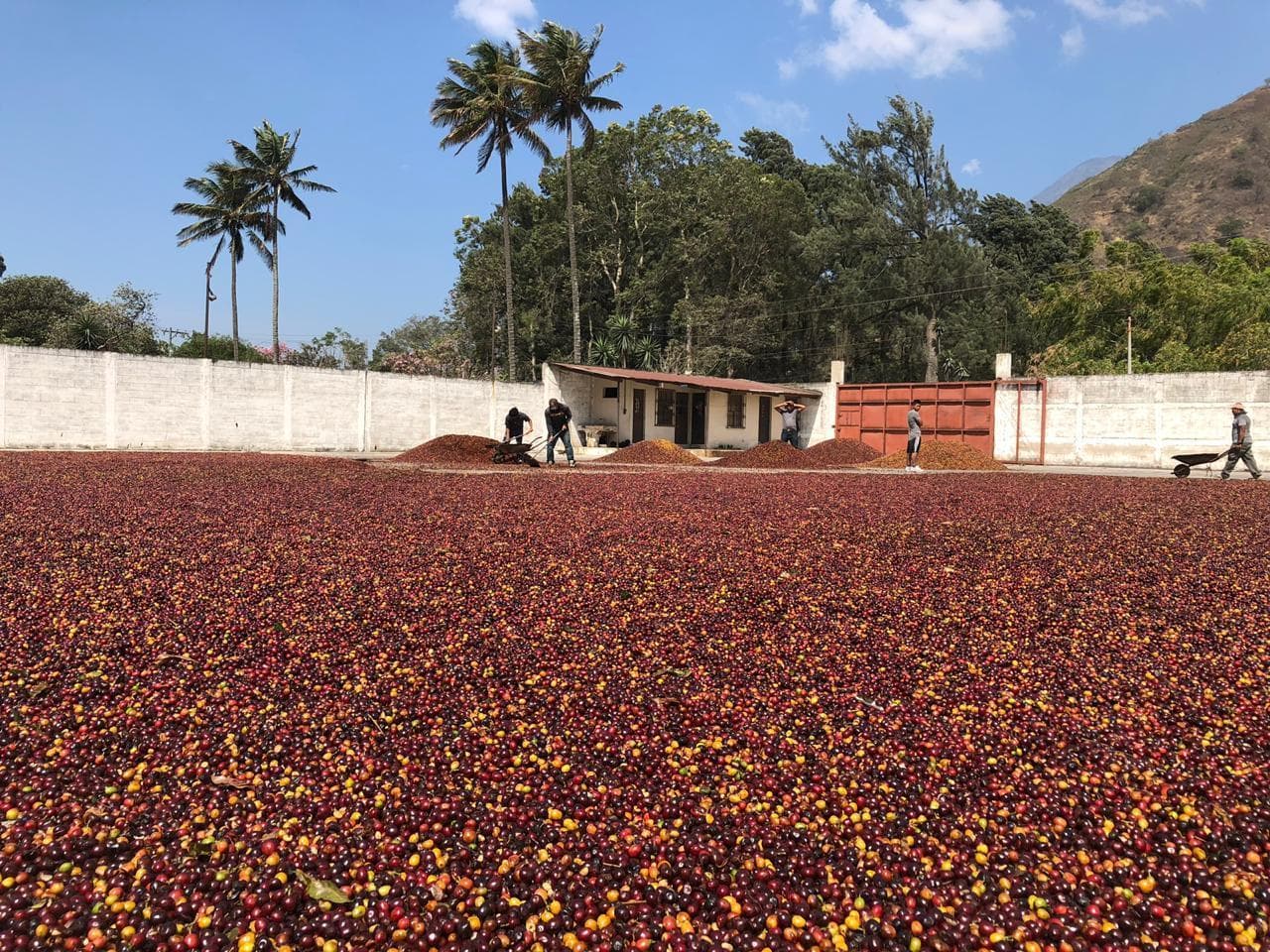 Image of Guatemala Ayarza Wine Series Natural