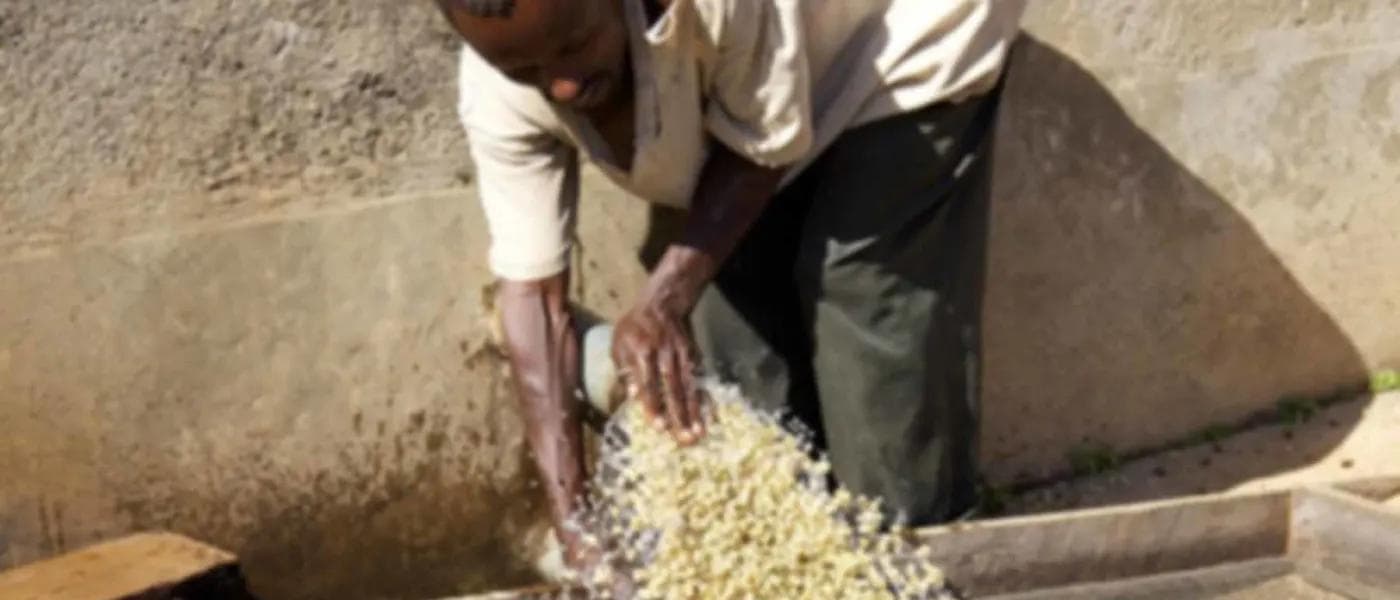 Image of Ethiopia Nano Chala