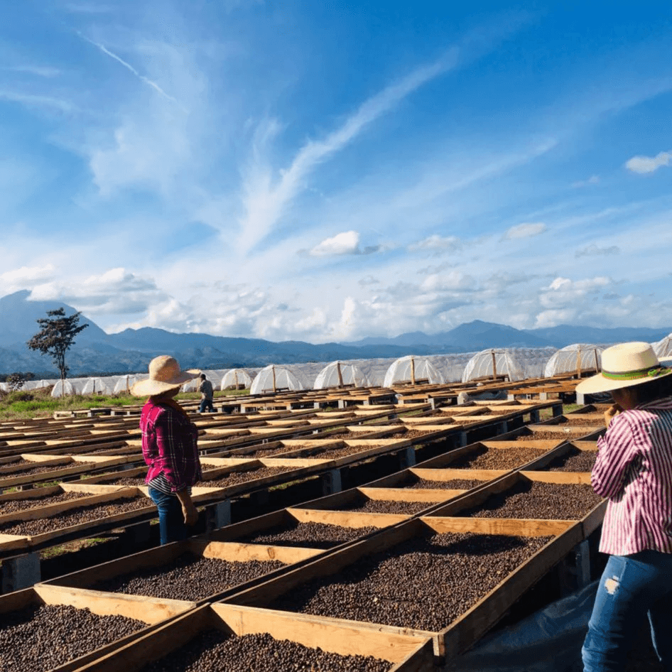 Image of Donaldo Gonzalez Fiallos 72H Anaerobic Natural - Los Limos