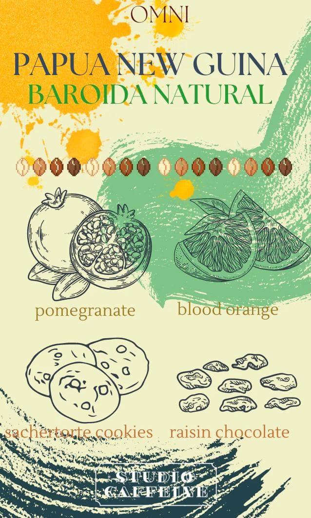 Image of *Omni* PNG Baroida Natural