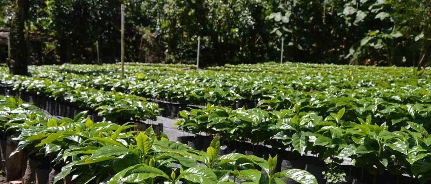 Image of Guatemala Peña Blanca