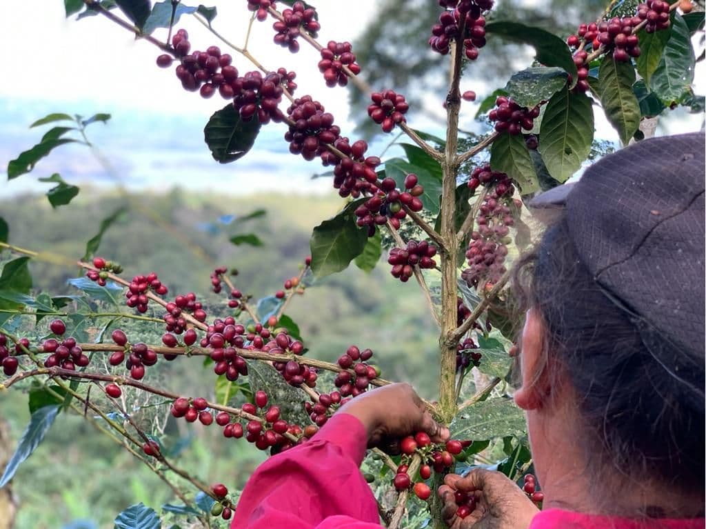 Image of Nicaragua Java Rose Washed