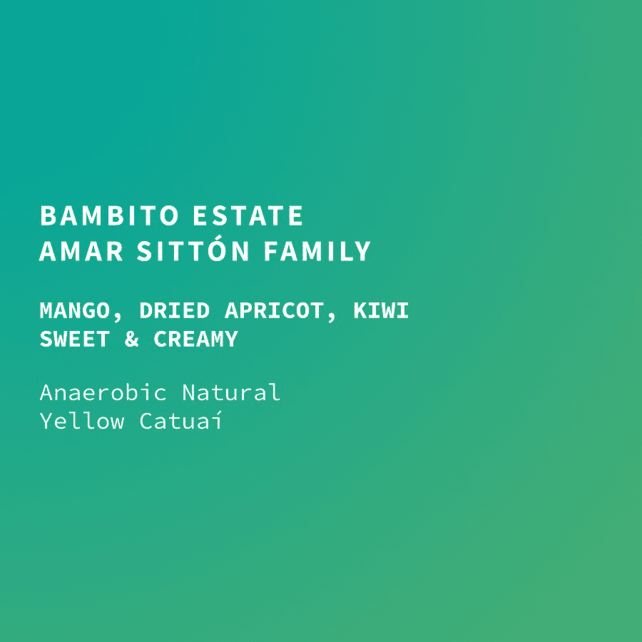 Image of Panama Bambito Estate